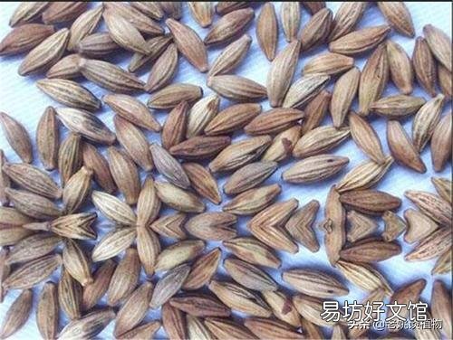 桂花树种子适合种植吗?