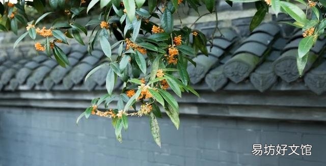 桂花树种子适合种植吗?