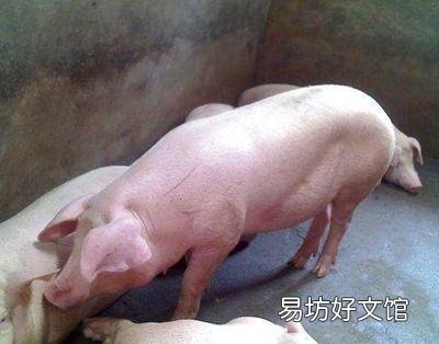 逆势走强!全国养猪人你说明天2022年1月25日会涨还是跌?