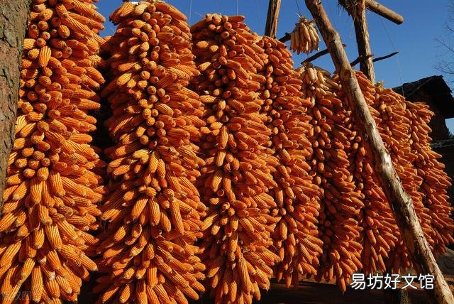 东北玉米“大范围”降价!年前玉米价格“一哆嗦”能否上涨?