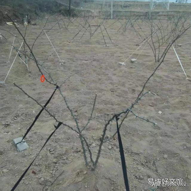 花椒几月剪枝最好?