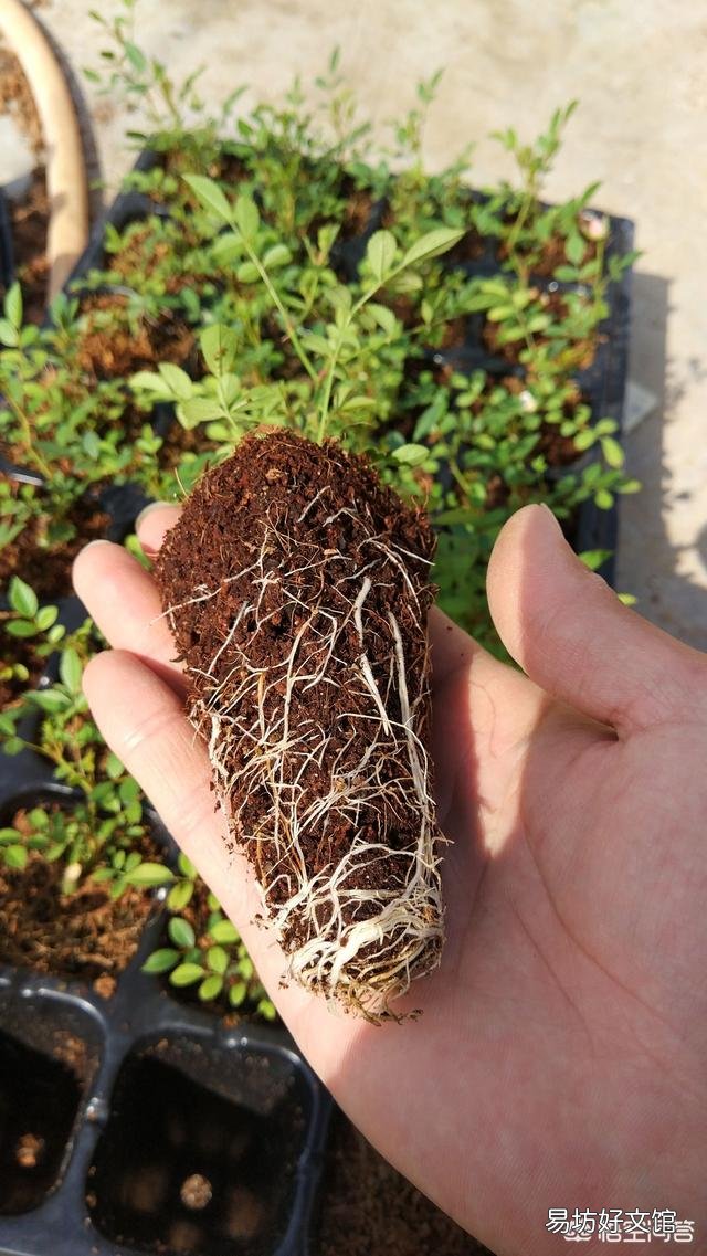 在培育月季花的时候应该如何进行扦插和浇水?