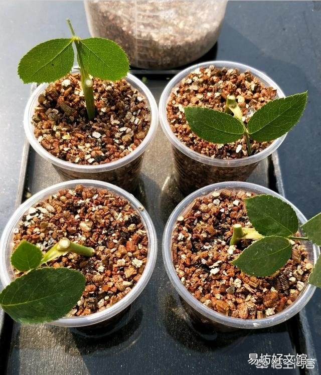在培育月季花的时候应该如何进行扦插和浇水?