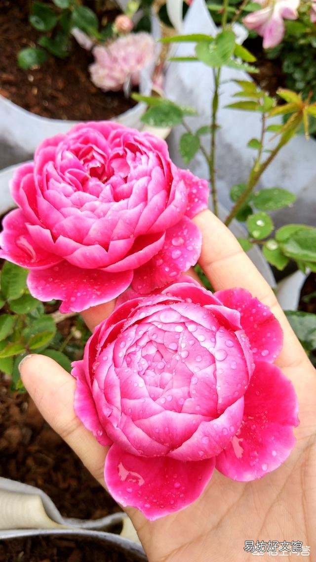 在培育月季花的时候应该如何进行扦插和浇水?