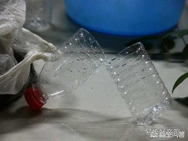 在培育月季花的时候应该如何进行扦插和浇水?
