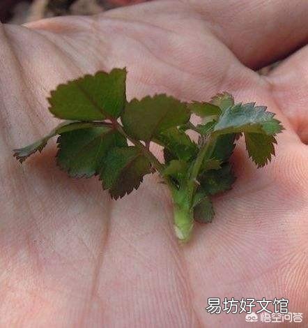 在培育月季花的时候应该如何进行扦插和浇水?