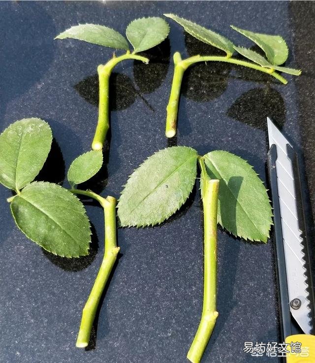 在培育月季花的时候应该如何进行扦插和浇水?