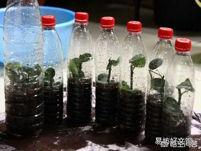 在培育月季花的时候应该如何进行扦插和浇水?