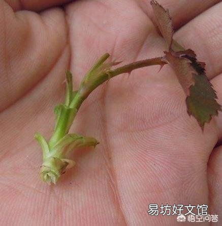 在培育月季花的时候应该如何进行扦插和浇水?