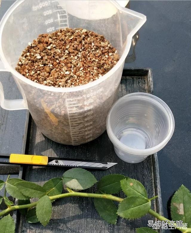 在培育月季花的时候应该如何进行扦插和浇水?