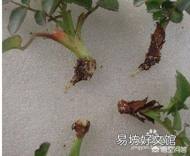 在培育月季花的时候应该如何进行扦插和浇水?
