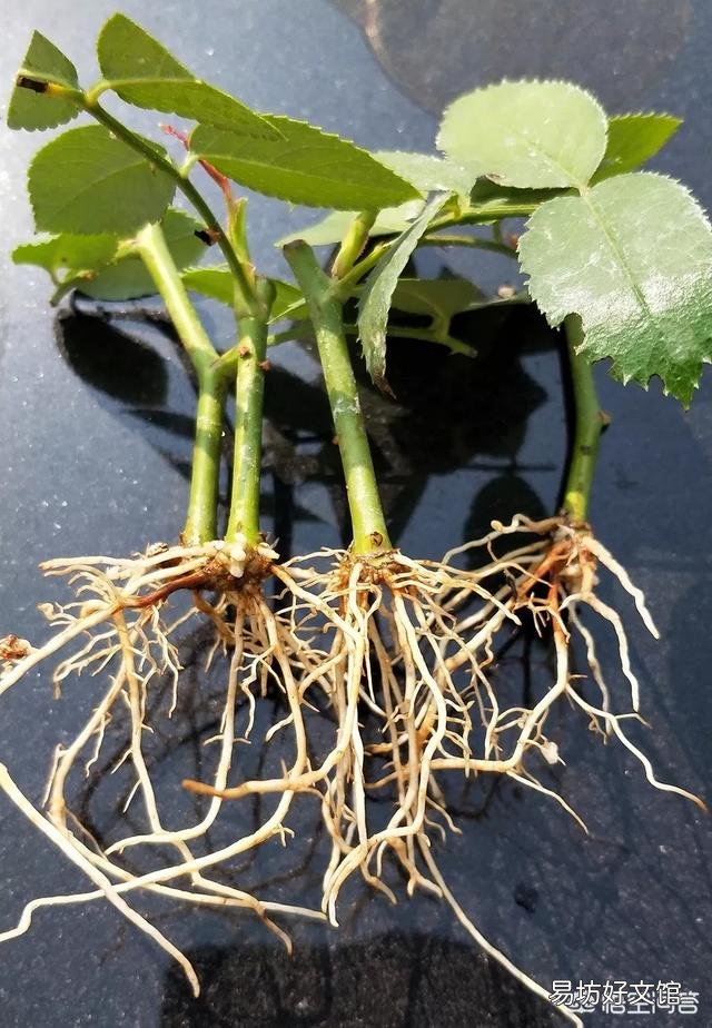 在培育月季花的时候应该如何进行扦插和浇水?