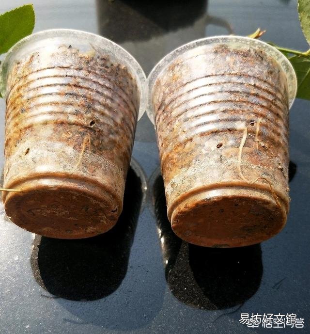 在培育月季花的时候应该如何进行扦插和浇水?