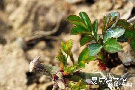 在培育月季花的时候应该如何进行扦插和浇水?