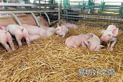 年初猪仔一千1头，现在猪仔100一头，我们小型养猪户该放弃吗？