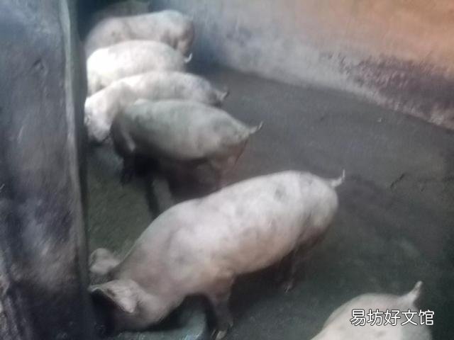 去年国家鼓励养猪,今年专家又说猪肉过剩,养殖户究竟该听谁的?