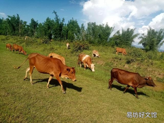 去年国家鼓励养猪,今年专家又说猪肉过剩,养殖户究竟该听谁的?