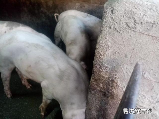 去年国家鼓励养猪,今年专家又说猪肉过剩,养殖户究竟该听谁的?