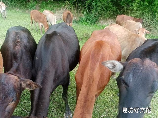 去年国家鼓励养猪,今年专家又说猪肉过剩,养殖户究竟该听谁的?