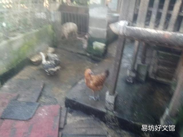 去年国家鼓励养猪,今年专家又说猪肉过剩,养殖户究竟该听谁的?