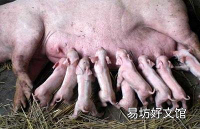 为什么现在土猪肉这么少了呢?