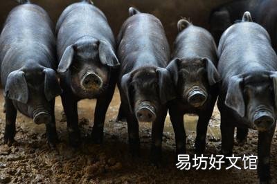 为什么现在土猪肉这么少了呢?