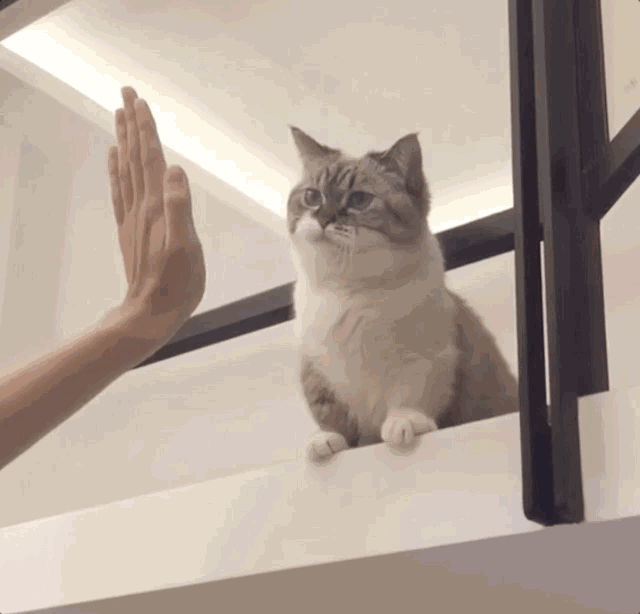 猫为什么喜欢看人上厕所(猫为啥喜欢看人上厕所)