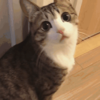 猫为什么喜欢看人上厕所(猫为啥喜欢看人上厕所)