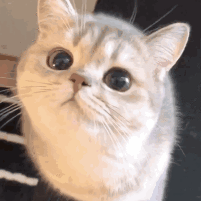 猫为什么喜欢看人上厕所(猫为啥喜欢看人上厕所)