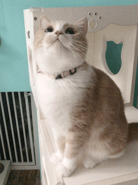 猫为什么喜欢看人上厕所(猫为啥喜欢看人上厕所)