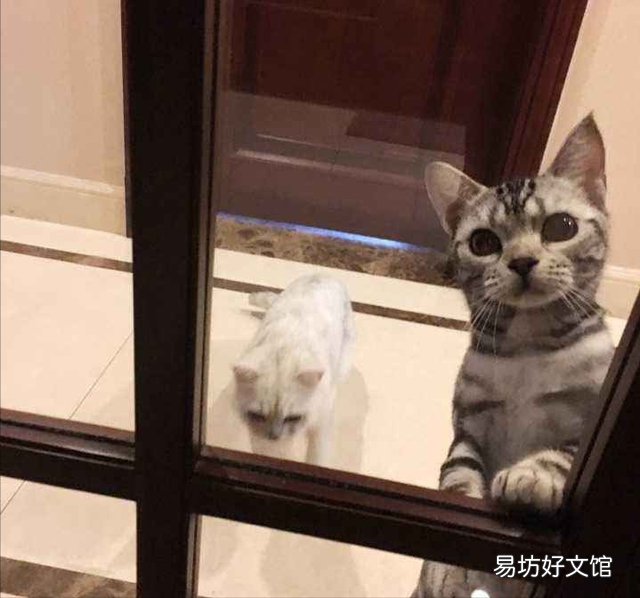 猫为什么喜欢看人上厕所(猫为啥喜欢看人上厕所)
