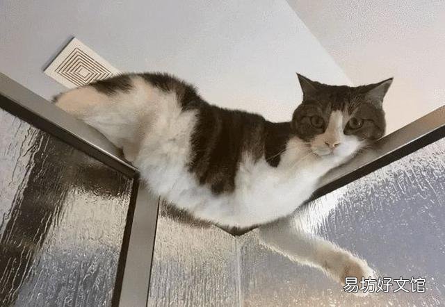 猫为什么喜欢看人上厕所(猫为啥喜欢看人上厕所)
