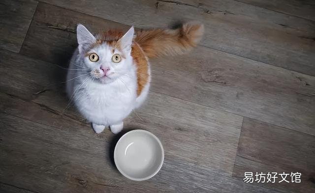猫精神好但不爱吃东西是怎么回事(猫精神好但不爱吃东西)