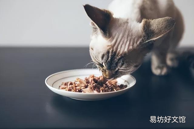 猫精神好但不爱吃东西是怎么回事(猫精神好但不爱吃东西)
