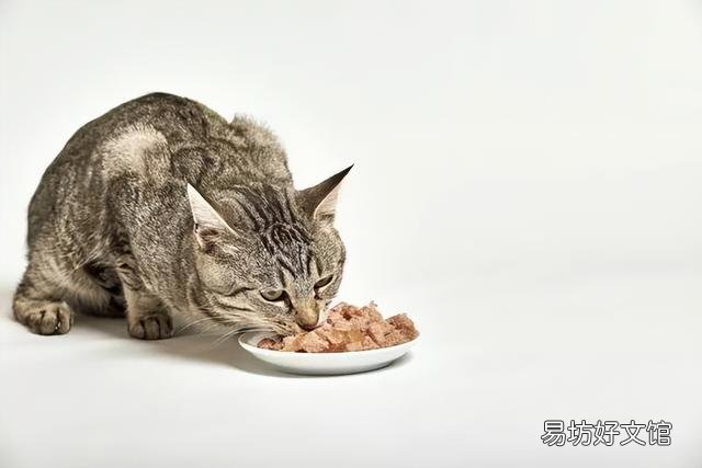 猫精神好但不爱吃东西是怎么回事(猫精神好但不爱吃东西)