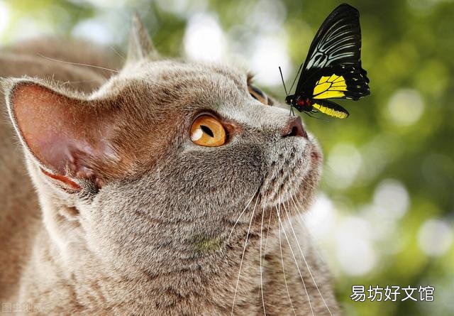 小猫鼻子不通气小妙招(小猫咪鼻子不通气怎么办)