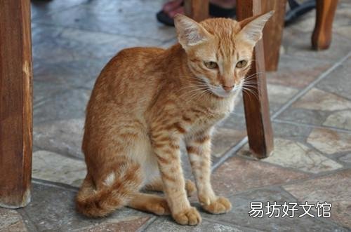 大猫会咬死新来小猫吗(大猫为啥咬新来的小猫)
