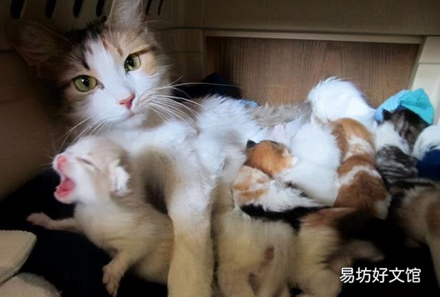 大猫会咬死新来小猫吗(大猫为啥咬新来的小猫)