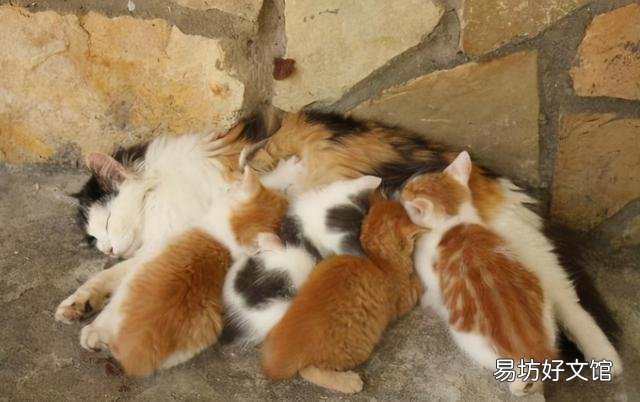 大猫会咬死新来小猫吗(大猫为啥咬新来的小猫)