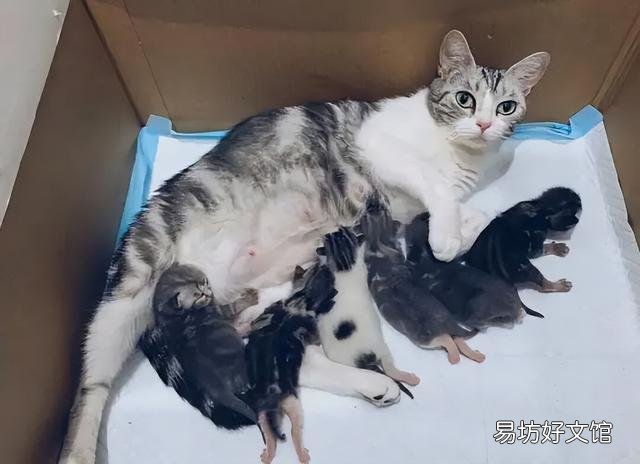 猫隔了30个小时又生了(猫隔了30个小时又生了一窝)