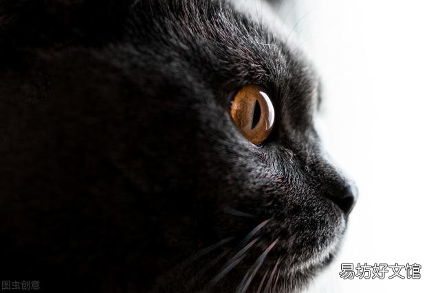 造成英短猫流眼泪原因(造成英短猫流眼泪原因用什么药)