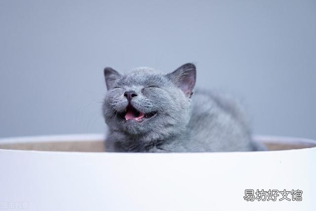 造成英短猫流眼泪原因(造成英短猫流眼泪原因用什么药)