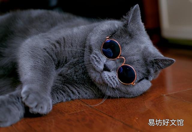 英短蓝猫发腮前后照片(英短蓝猫发腮前后照片对比)