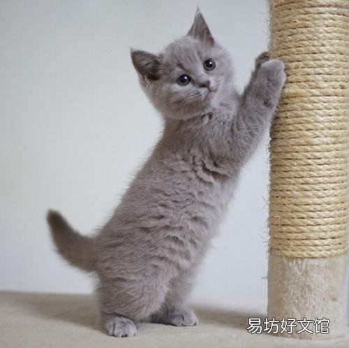 英短蓝猫发腮前后照片(英短蓝猫发腮前后照片对比)