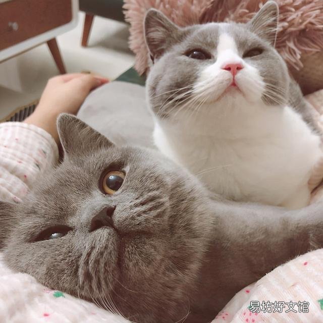 英短蓝猫发腮前后照片(英短蓝猫发腮前后照片对比)