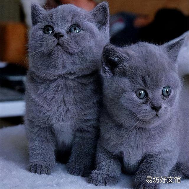 英短蓝猫发腮前后照片(英短蓝猫发腮前后照片对比)