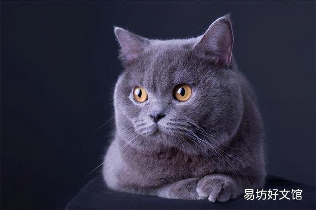 英短蓝猫发腮前后照片(英短蓝猫发腮前后照片对比)