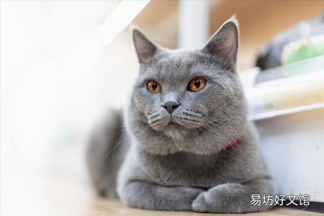 英短蓝猫发腮前后照片(英短蓝猫发腮前后照片对比)