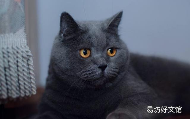 英短蓝猫发腮前后照片(英短蓝猫发腮前后照片对比)