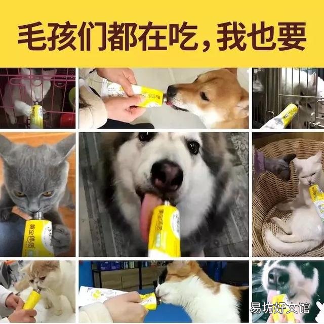 让猫自愿剪指甲小妙招(给猫剪指甲的好办法)